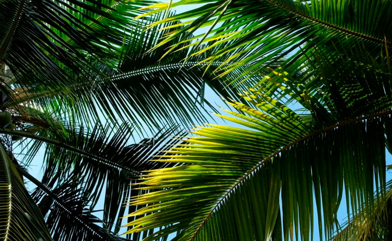 Cura del arbolado del Paseo de la Palmera