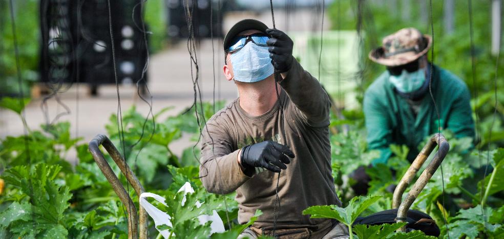 Distribución de Mascarillas para el sector agrícola