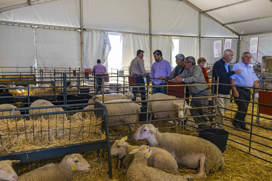 Licitación Caseta de la Feria Ganadera 2022